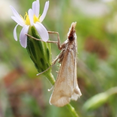 Sedenia cervalis (A Crambid moth (Spilomelinae)) at Aranda Bushland - 31 Jan 2024 by CathB