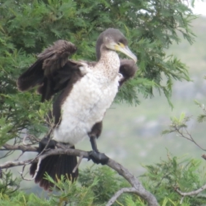 Phalacrocorax varius at West Belconnen Pond - 25 Jan 2024