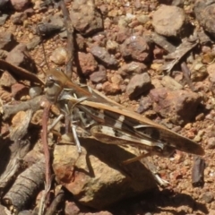 Oedaleus australis (Australian Oedaleus) at Hall, ACT - 28 Jan 2024 by Christine