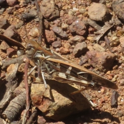 Oedaleus australis (Australian Oedaleus) at Hall, ACT - 28 Jan 2024 by Christine