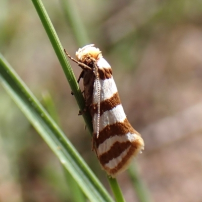 Eulechria contentella (A concealer moth) at Aranda Bushland - 31 Jan 2024 by CathB