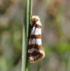 Eulechria contentella at Aranda Bushland - 1 Feb 2024 10:05 AM