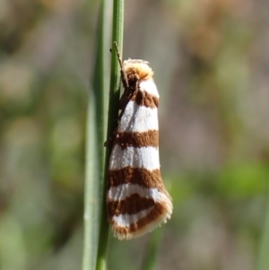 Eulechria contentella at Aranda Bushland - 1 Feb 2024