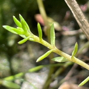 Crassula helmsii at Jerangle, NSW - 28 Jan 2024 02:20 PM