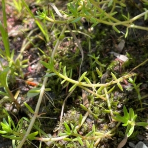 Crassula helmsii at Jerangle, NSW - 28 Jan 2024 02:20 PM