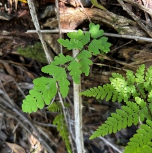 Histiopteris incisa at Uriarra Village, ACT - 1 Feb 2024