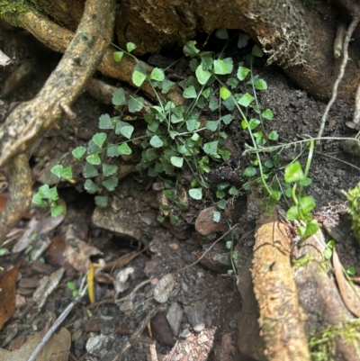 Asplenium flabellifolium (Necklace Fern) at Uriarra Village, ACT - 1 Feb 2024 by Rebeccaryanactgov