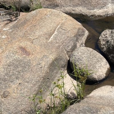 Cyperus eragrostis (Umbrella Sedge) at Jerangle, NSW - 28 Jan 2024 by JaneR