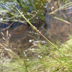 Hemarthria uncinata at Jerangle, NSW - 28 Jan 2024