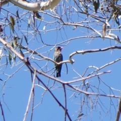 Eurystomus orientalis (Dollarbird) at Aranda, ACT - 31 Jan 2024 by CathB