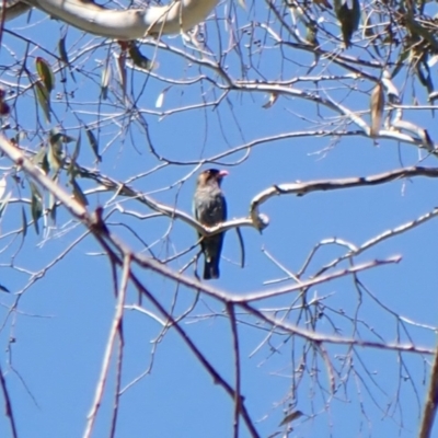 Eurystomus orientalis (Dollarbird) at Aranda, ACT - 31 Jan 2024 by CathB