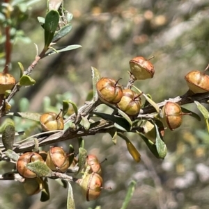 Leptospermum obovatum at Jerangle, NSW - 28 Jan 2024