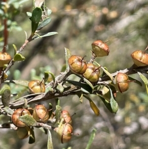 Leptospermum obovatum at Jerangle, NSW - 28 Jan 2024 02:03 PM