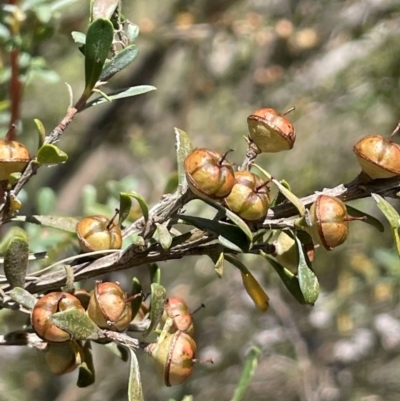 Leptospermum obovatum (River Tea Tree) at Jerangle, NSW - 28 Jan 2024 by JaneR