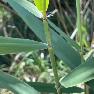 Phragmites australis at Jerangle, NSW - 28 Jan 2024