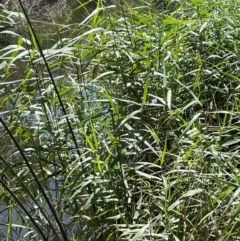 Phragmites australis at Jerangle, NSW - 28 Jan 2024