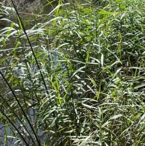 Phragmites australis at Jerangle, NSW - 28 Jan 2024