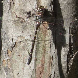 Austroaeschna multipunctata at Tidbinbilla Nature Reserve - 29 Jan 2024