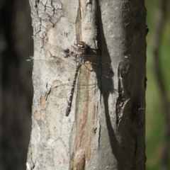 Austroaeschna multipunctata at Tidbinbilla Nature Reserve - 29 Jan 2024