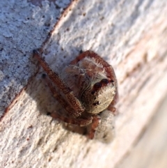 Arasia mollicoma (Flat-white Jumping Spider) at Aranda Bushland - 13 Jan 2024 by CathB