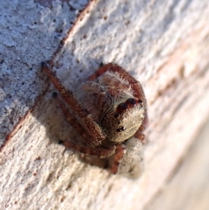 Arasia mollicoma at Point 4152 - 13 Jan 2024