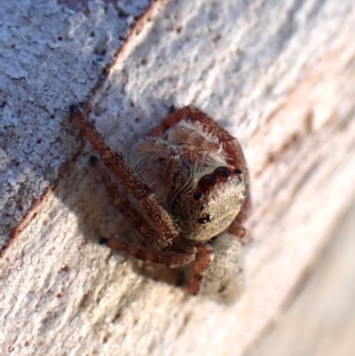 Arasia mollicoma (Flat-white Jumping Spider) at Aranda, ACT - 12 Jan 2024 by CathB