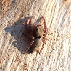 Arasia mollicoma at Point 4152 - 13 Jan 2024 07:33 AM