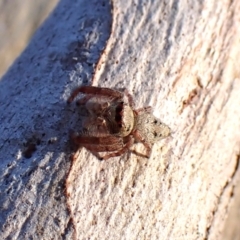 Arasia mollicoma at Point 4152 - 13 Jan 2024 07:33 AM