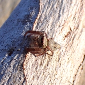 Arasia mollicoma at Point 4152 - 13 Jan 2024 07:33 AM