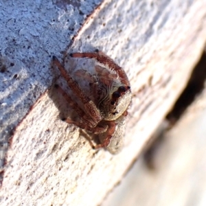 Arasia mollicoma at Point 4152 - 13 Jan 2024