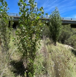 Populus nigra at Jerangle, NSW - 28 Jan 2024 02:08 PM