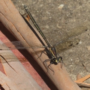 Austroargiolestes sp. (genus) at Tidbinbilla Nature Reserve - 29 Jan 2024