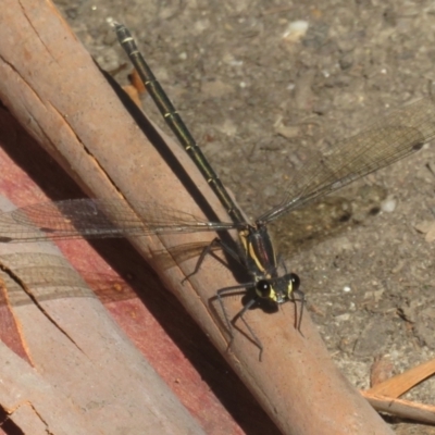 Austroargiolestes sp. (genus) (Flatwing) at Paddys River, ACT - 28 Jan 2024 by Christine