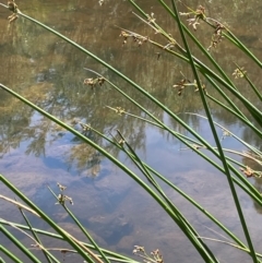 Schoenoplectus tabernaemontani (River Club-rush) at Jerangle, NSW - 28 Jan 2024 by JaneR