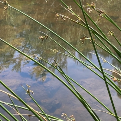 Schoenoplectus tabernaemontani (River Club-rush) at Jerangle, NSW - 28 Jan 2024 by JaneR