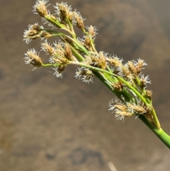 Schoenoplectus tabernaemontani at Jerangle, NSW - 28 Jan 2024 02:31 PM