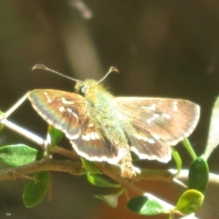 Dispar compacta (Barred Skipper) at Paddys River, ACT - 28 Jan 2024 by Christine