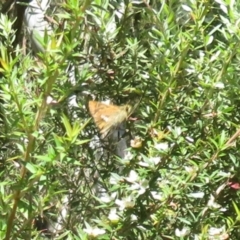 Dispar compacta at Tidbinbilla Nature Reserve - 29 Jan 2024 10:02 AM