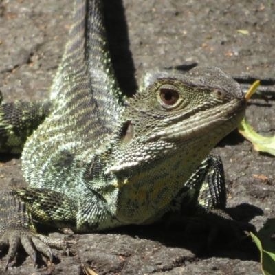 Intellagama lesueurii howittii at Paddys River, ACT - 28 Jan 2024 by Christine