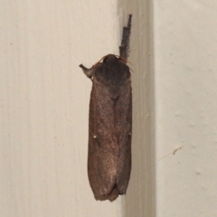 Elhamma australasiae (A Swift or Ghost moth (Hepialidae)) at Wanniassa, ACT - 29 Jan 2024 by JohnBundock