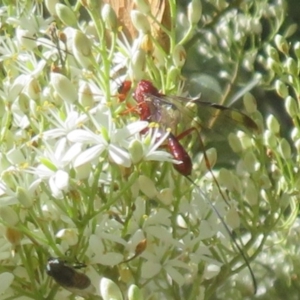 Ichneumonoidea (Superfamily) at Tidbinbilla Nature Reserve - 29 Jan 2024