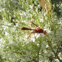 Ichneumonoidea (Superfamily) at Tidbinbilla Nature Reserve - 29 Jan 2024