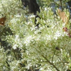 Ichneumonoidea (Superfamily) at Tidbinbilla Nature Reserve - 29 Jan 2024