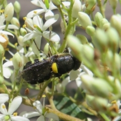 Odontomyia hunteri (Soldier fly) at Paddys River, ACT - 29 Jan 2024 by Christine