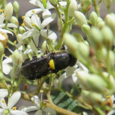 Odontomyia hunteri (Soldier fly) at Paddys River, ACT - 29 Jan 2024 by Christine