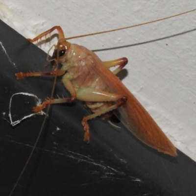 Gryllacrididae sp. (family) (Wood, Raspy or Leaf Rolling Cricket) at Wanniassa, ACT - 28 Jan 2024 by JohnBundock