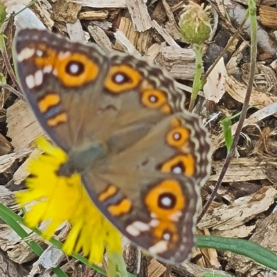 Junonia villida (Meadow Argus) at Yarralumla, ACT - 25 Jan 2024 by galah681