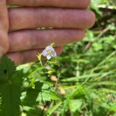 Veronica grosseserrata (A Speedwell) at Uriarra Village, ACT - 1 Feb 2024 by nathkay