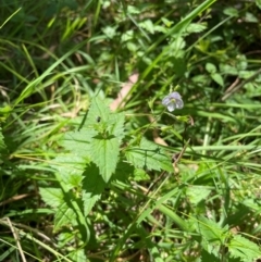 Veronica grosseserrata at Uriarra Village, ACT - 1 Feb 2024 11:52 AM