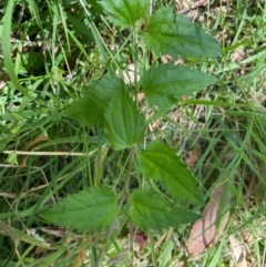 Veronica grosseserrata at Uriarra Village, ACT - 1 Feb 2024 11:52 AM